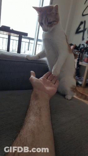 Cat Wearing Sombrero And Collar GIF