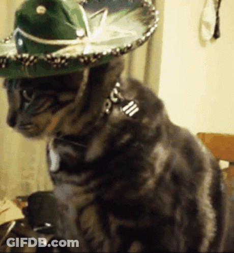 Cat Wearing Sombrero And Collar GIF