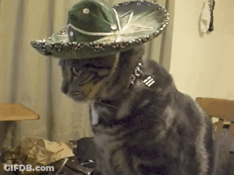 Cat Wearing Sombrero And Fork Collar GIF