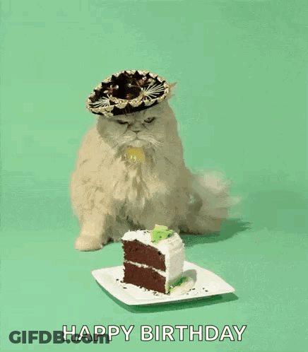 Cat Wearing Sombrero Eating Cake GIF