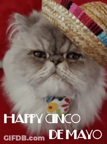 Cat Wearing Sombrero Happy Cinco De Mayo GIF