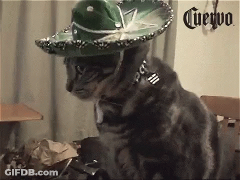 Cat Wearing Sombrero Sitting In Chair GIF