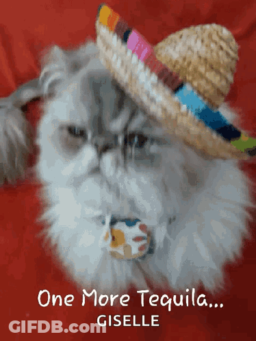 Cat Wearing Sombrero With One More Tequila Giselle GIF
