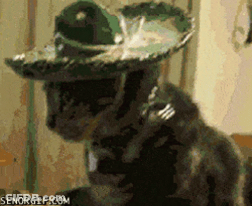 Cat Wearing Sombrero GIF