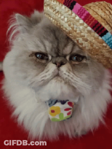 Cat Wearing Straw Hat And Flower Collar GIF