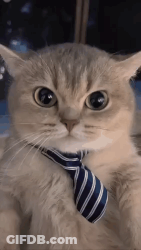Cat Wearing Striped Tie Looking At Camera GIF