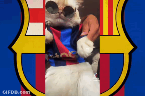 Cat Wearing Sunglasses And Barcelona Shirt GIF
