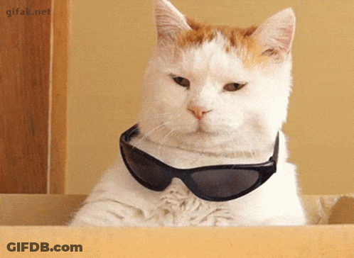 Cat Wearing Sunglasses In Cardboard Box GIF