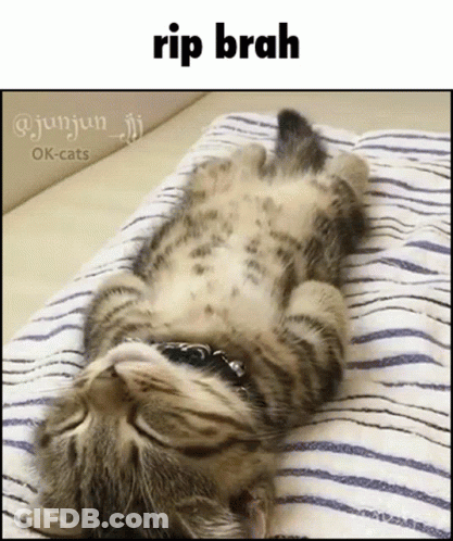 Cat Wearing Sunglasses Lying On Pillow GIF