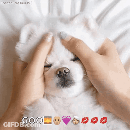 Cat Wearing Tiara Surrounded By Glitter And Stars GIF