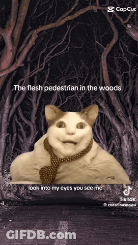 Cat Wearing Tie Flesh Pedestrian GIF