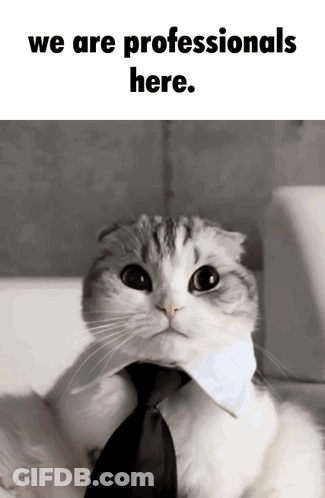 Cat Wearing Tie Saying We Are Professionals Here GIF
