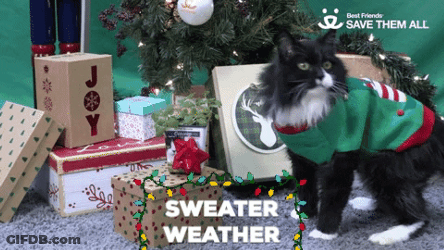Cat Wearing Ugly Sweater GIF