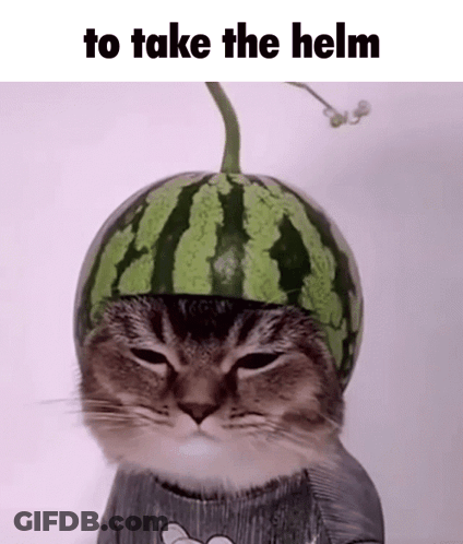 Cat Wearing Watermelon Helmet GIF