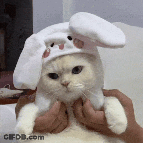 Cat Wearing White Bunny Hat Held By Person GIF