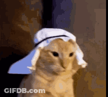 Cat Wearing White Hat And Scarf GIF