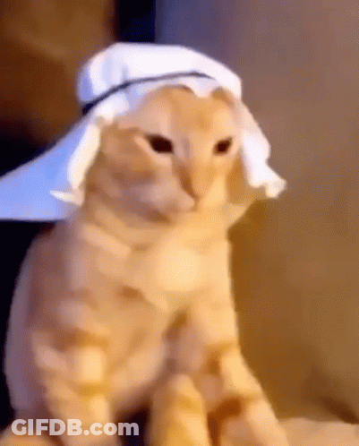 Cat Wearing White Hat Sitting On Bed GIF
