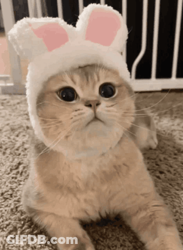 Cat Wearing White Hat With Pink Bunny Ears GIF