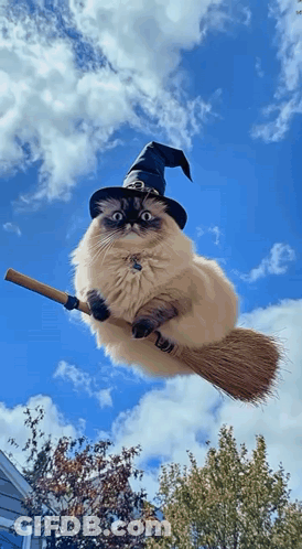 Cat Wearing Witch Hat Riding Broom GIF