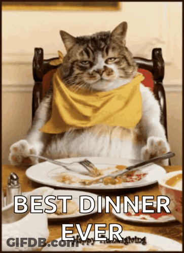Cat Wearing Yellow Scarf At Dinner Table GIF