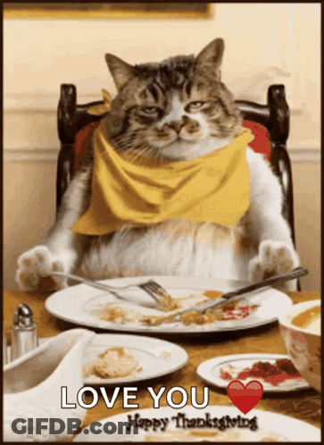 Cat Wearing Yellow Scarf With Food GIF