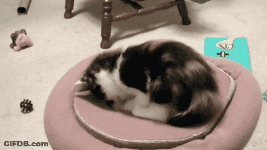 Cat Whack A Mole Bed GIF