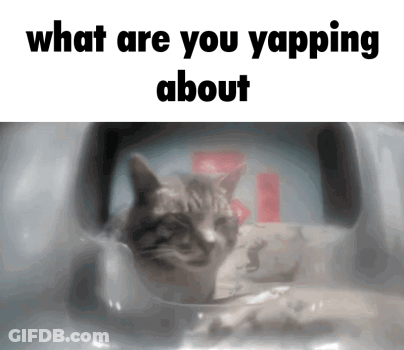 Cat What Are You Yapping About GIF