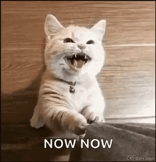 Cat What To Eat Right Now GIF