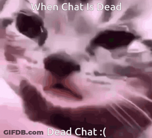 Cat When Chat Is Dead Dead Chat GIF