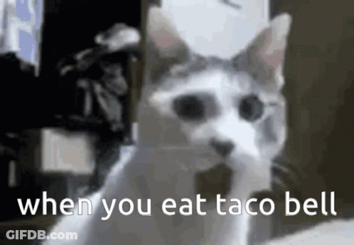 Cat When You Eat Taco Bell GIF