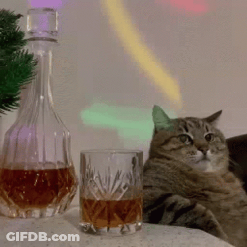 Cat Whiskey Bottle Party Lights Im Chill GIF