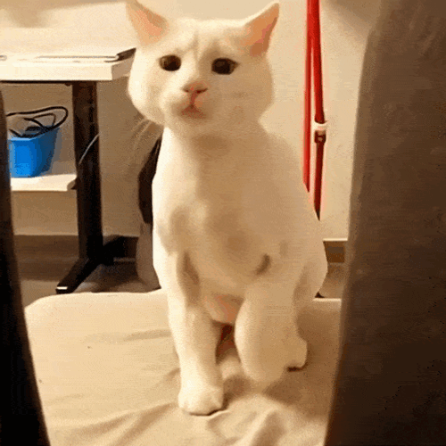 Cat White Cat GIF