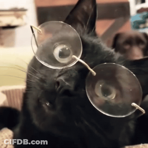 Cat Wide Eyes Glasses GIF