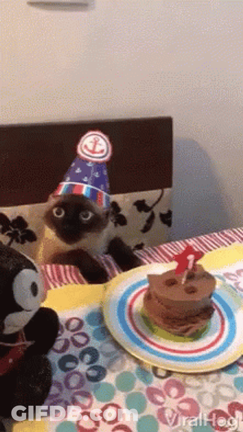 Cat Wide Eyes Happy Birthday GIF