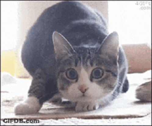 Cat Wiggling Shaquille O Neal GIF