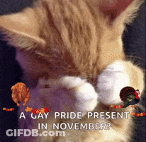 Cat With A Gay Pride Present In November GIF