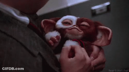 Cat With A Gay Pride Present In November GIF