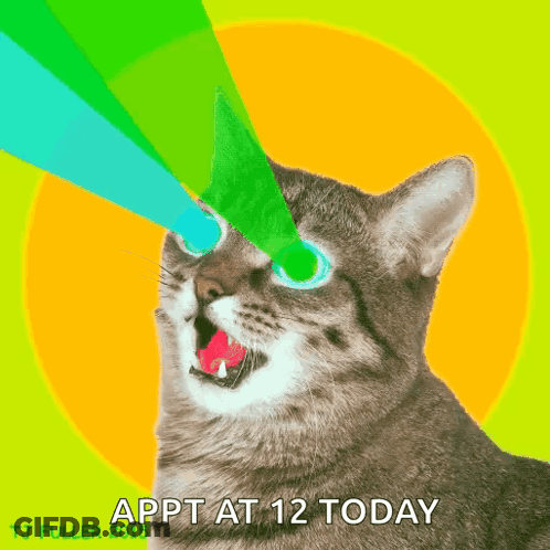 Cat With Appt At 12 Today GIF