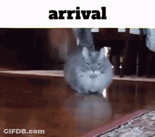 Cat With Arrival Above GIF