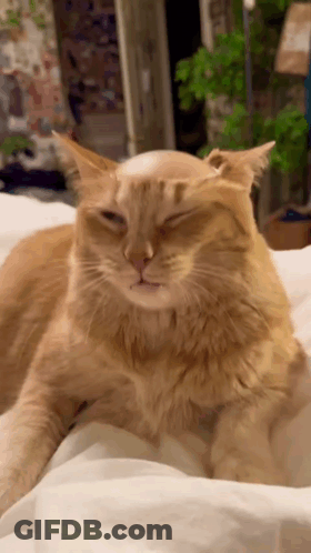Cat With Bald Spot Lying On Bed GIF