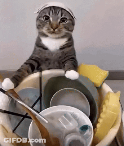Cat With Bandana In Dirty Dishes Bowl GIF