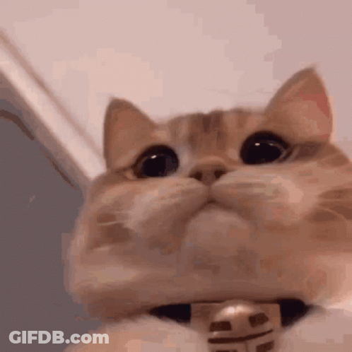 Cat With Bell Looking Up GIF
