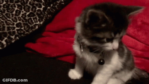 Cat With Bell Sitting On Red Blanket GIF