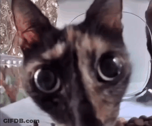 Cat With Big Eyes GIF