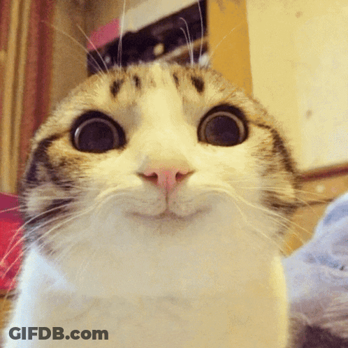 Cat With Big Eyes GIF