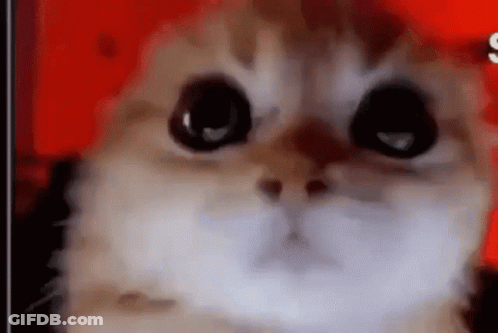 Cat With Big Eyes Looking At Camera On Red Background GIF