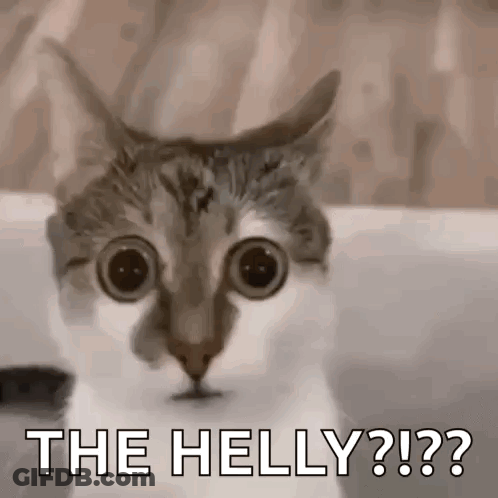 Cat With Big Eyes Looking At Camera Saying The Helly GIF