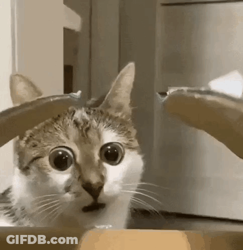 Cat With Big Eyes Looking At Person Holding Toothbrush GIF