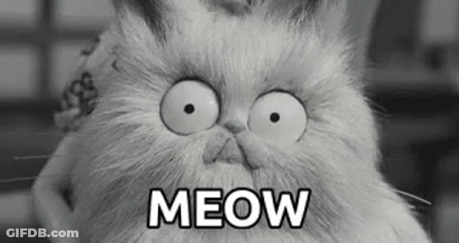 Cat With Big Eyes Meow GIF
