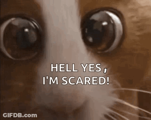 Cat With Big Eyes Saying Hell Yes I'm Scared GIF